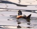 Harlequin Duck